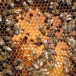 Die gestreiften Kärntner Bienen ("Carnica"-Biene) sind sanftmütig, und daher ideal für unser Gelände.