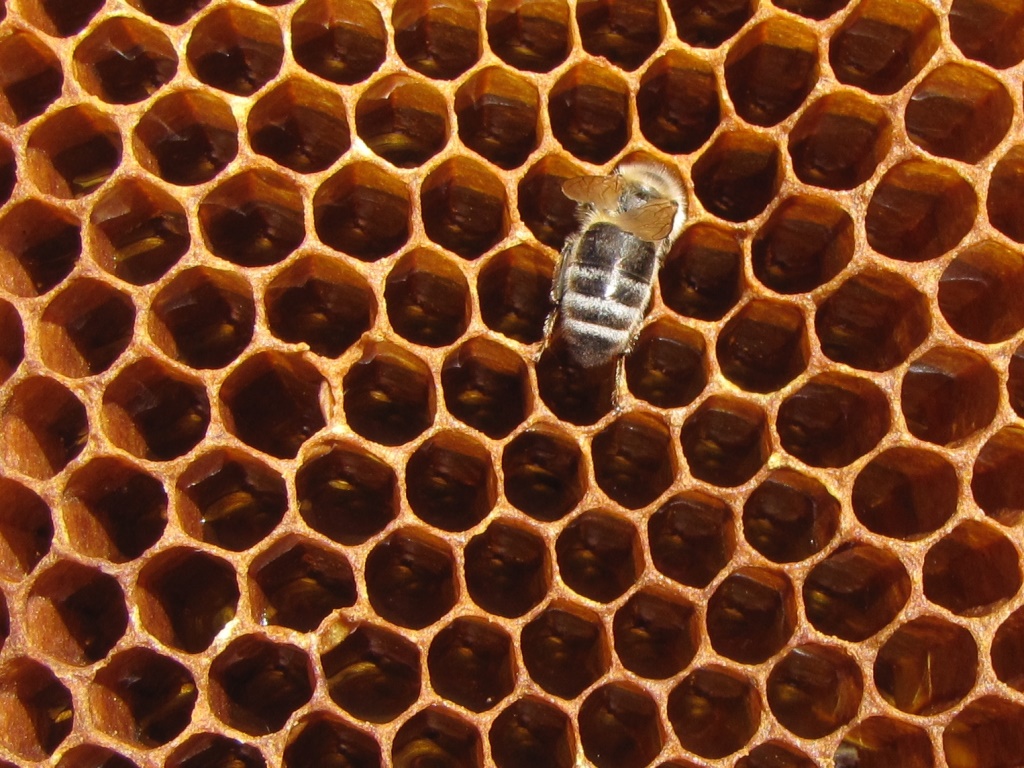 Bienen und Honig